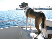 Captain Bernie of Newport Harbor