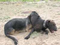 Wyatt and Linus Green River Utah