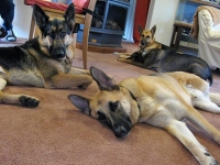 Oaktown Pack Takes a Break