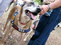 Retired Navy Bomd Detection Dog Chef
