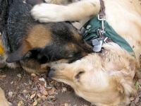 Wyatt and Puppy play at San Antonio 2 Million Dogs Walk