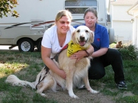 Golden Tripawd Boomer and his pack