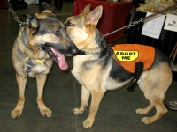 Rocky meets Wyatt at Pet Expo Long Beach, CA