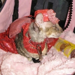 Costumed Cat at Blog Paws Conference