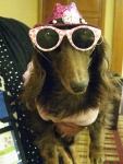 Blind Dachshund