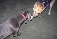 Jerry plays with his best friend Winston
