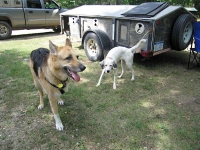 Jerry with the star bird dog from Hi Five Kennels at the Gladwin Field Trials