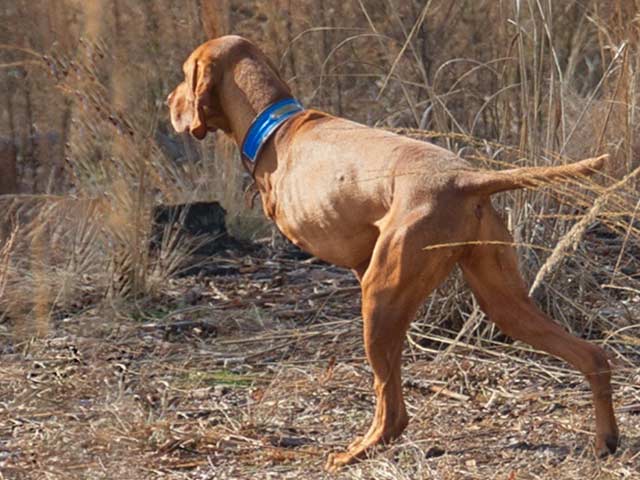 Three Legged Vizsla Cancer Hero Bart