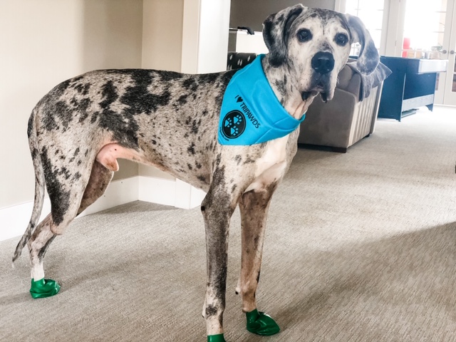 three legged great dane