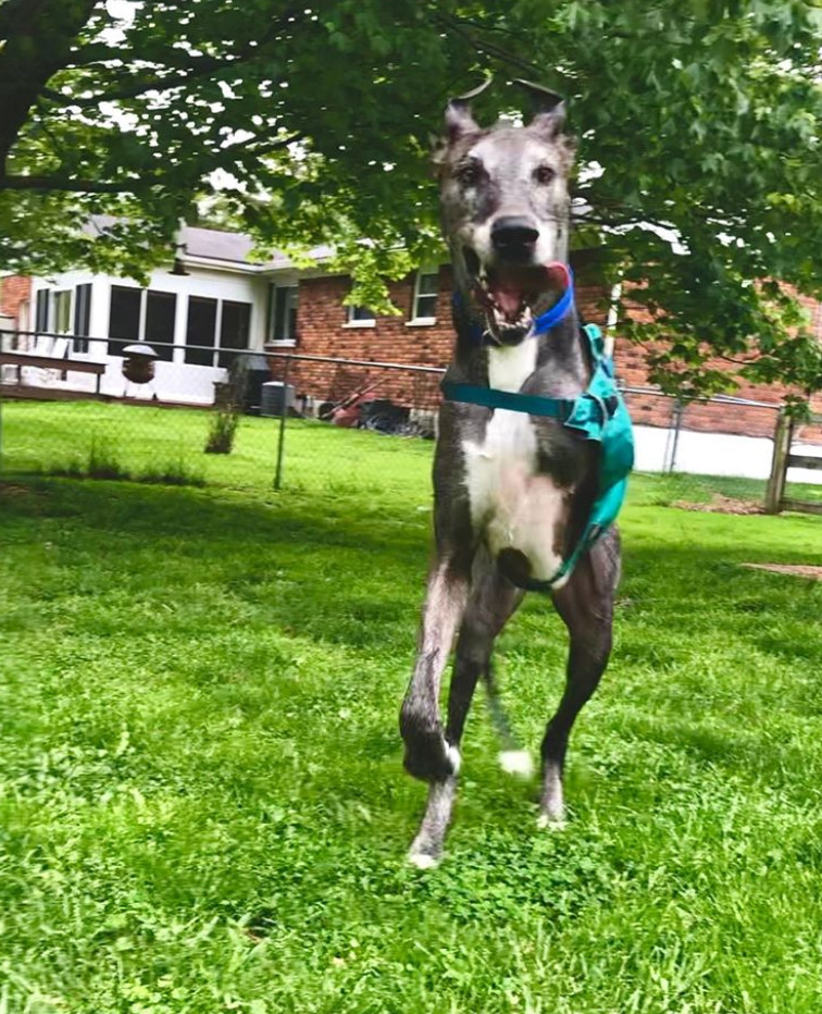 Finn the Great Dane Tripawd