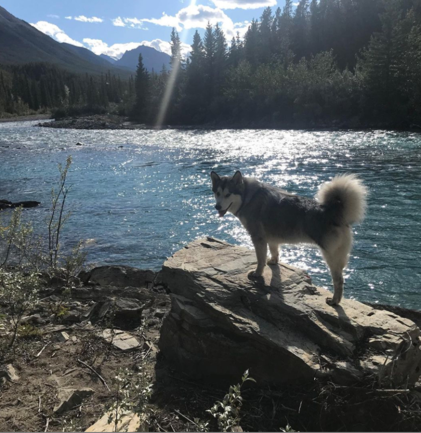 Luna the Tripawd Malamute