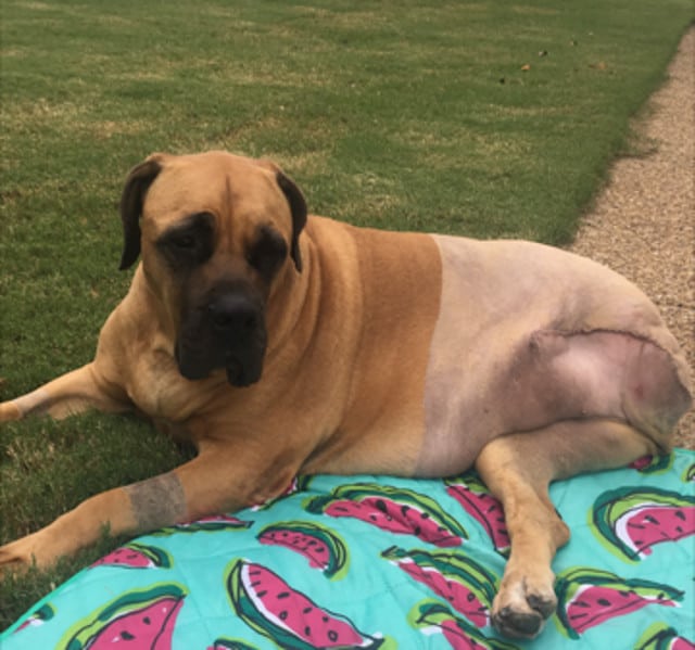 Sugar the Mastiff relaxes pain-free after amputation recovery