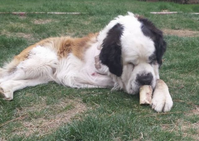 Tripawd, saint bernard, dog, amputee, three-legged