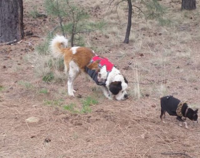 Tripawd, Saint Bernard, dog, three-legged, amputee