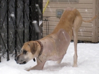 Three Legged Great Dane Nova 8 Weeks Post Amputation