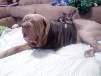 Three Legged Mastiff Atilla after Osteosarcoma Amputation