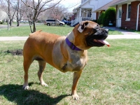 three legged mastiff maddie