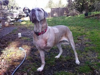 Bellona Tripawd Warrior Three Legged Cane Corso