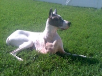 Alexander Three Legged Great Dane One Week Post Amputation