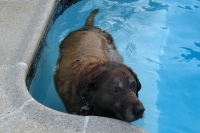 Bonnie Labrador Before Cancer Amputation