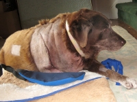 Bonnie Labrador Post Amputation