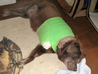 Bonnie Labrador Post Amputation