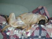 Couch potatoe Bullmastiff Titan