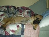 Bullmastiff tripod dog Titan