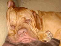 Giant Breed three legged dog Butch