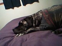 Tazzie, Giant breed dog amputee