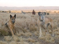 Argentina Three Legged Great Dane Horacia and Castano