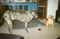 Three Legged Big Dog Tazzie