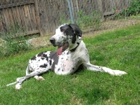 Three Legged Great Dane Cancer Dog Athena