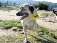 Three Legged Anatolian Shepherd Cemil