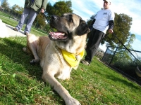 Three Legged Anatolian Shepherd Cemil