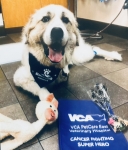 Bandit Great Pyrenees Tripawd