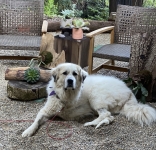 Bandit Great Pyrenees Tripawd