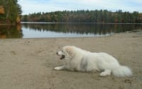 Pyr Tripawd