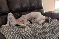 Geralt Great Dane Tripawd