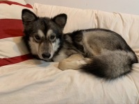 Three Legged Husky Malamute Indiana