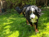 Izzie Bernese Mountain Dog Tripawd