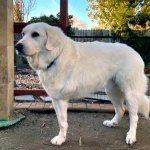 Lacey Pyrenees