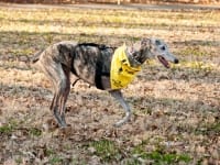 Nixon the Greyhound Tripawd