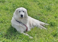 Paulina Tripawd Pyrenees