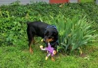 Rocky the Blind Tripawd