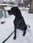 Roscoe the Great Dane Tripawd