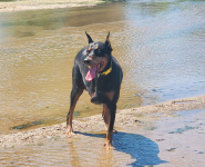 Sasha the Tripawd Doberman