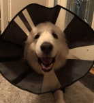 Sheldon Tripawd Pyrenees