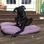 Daisy the Great Dane Tripawd