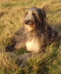 Three legged Deerhound Darcy